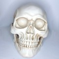 Calavera cabeza de esqueleto Grande Resina craneo humano replica realista